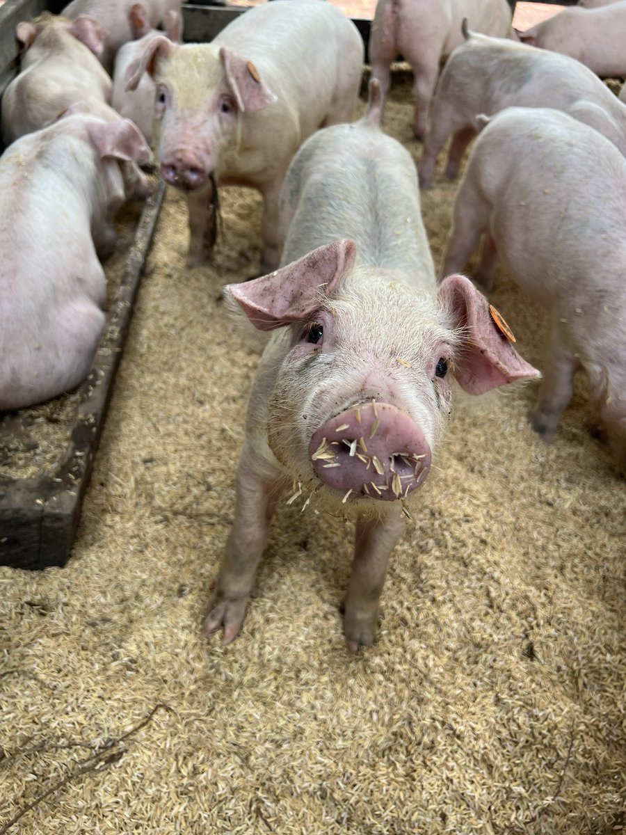 ComfenalcoAnt's tweet photo. Hola, vengo a alegrarles el día y a recordarles que mañana comienza @PanacaViajero 🐽
🎟️ Entradas en https://t.co/2bvX28jdBg @latiquetera o ingresa al link de la bio ➡️ opción Panaca Viajero.
#ComfenalcoAntioquia 👥💚 #ParquesComfenalcoAnt #Panaca #Diversión #Granja https://t.co/Mgod4aw9Tj