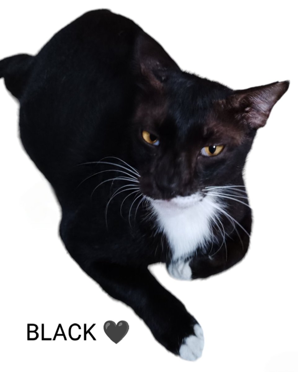 Maya_thecat 🇺🇦 tweet media