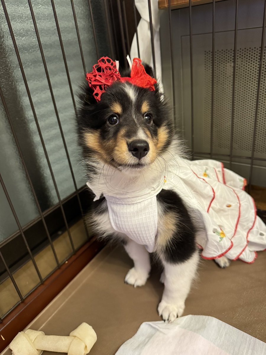ohashirobin's tweet photo. ティファニー𝕋𝕚𝕗𝕗𝕒𝕟𝕪♕🩵
モデル業始めました♪

#シェルティ
#シェルティパピー https://t.co/cgcQexgGP0