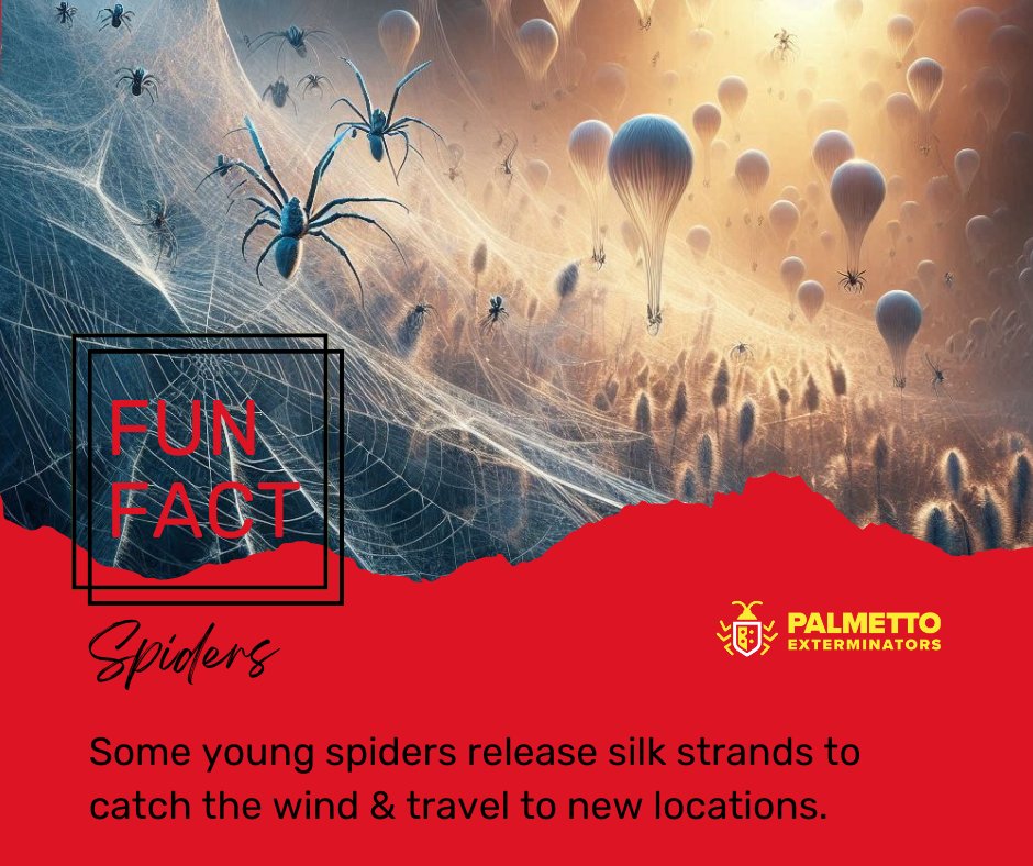 PalmettoExandMC's tweet image. This process is known as ballooning and it allows them to travel long distances, sometimes even across oceans.

#pestcontrol #localexterminator #palmettoexterminators #homepestcontrol #residentialpestcontrol #termitecontrol #mosquitocontrol
