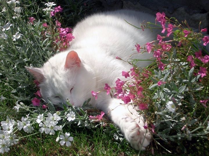 Kitty archives ♡ (@puppierz) on Twitter photo 