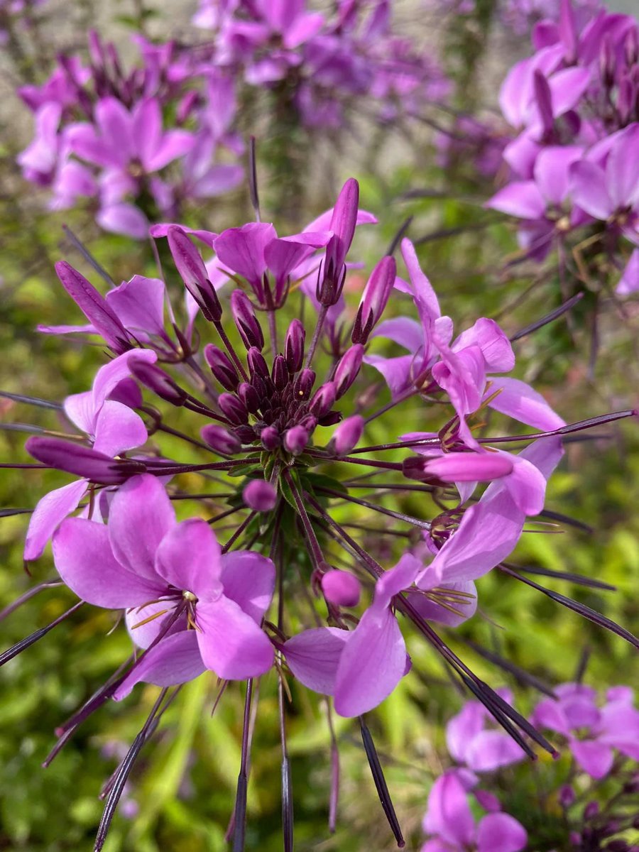 Nighty Night lovers  😘

It was a long day &amp; happiness is under the duvet so it seems 
Long live the dreams 
Tomorrow is another day 
Let the good things stay ❤️🌸💜