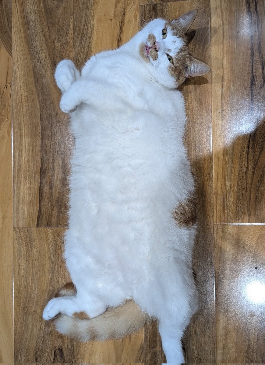 This guy is 5 today, not much going on in this fluffy butts head