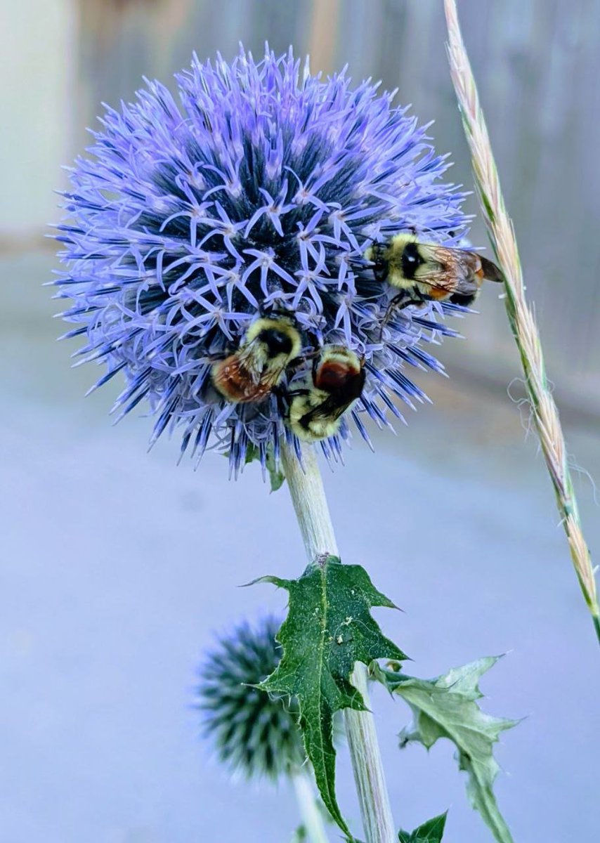 OtterMakeGames's tweet photo. Special Stream Today!  Starting NOW- Deving my new game and then later Itsy Post Mortem @ 4PM MST on stream.  #indiedev #itsy  Come hang out!

https://t.co/zuVnMOVvbJ

Additionally, here have some bees on a blue globe thistle I saw outside in the garden today :) https://t.co/PhBiZN7YUI
