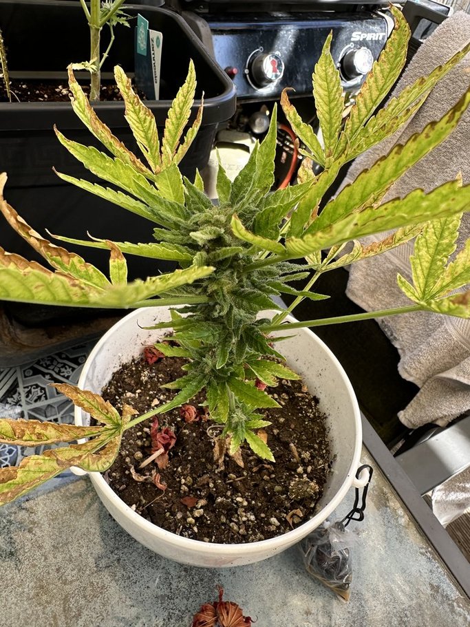 harmlos_420's tweet photo. Gestatten. #bonsai #criticalorangepunch. Kein einziges Mal gegossen oder gedüngt. Kleinster Topf, billigste Erde. #justforfun  #halbschatten Nur um #söder und co. zu ärgern. Wir bösen #hobbygärtner. 8 Wochen alt, das Unkraut und bald erntereif. https://t.co/gfYyyrSkHv