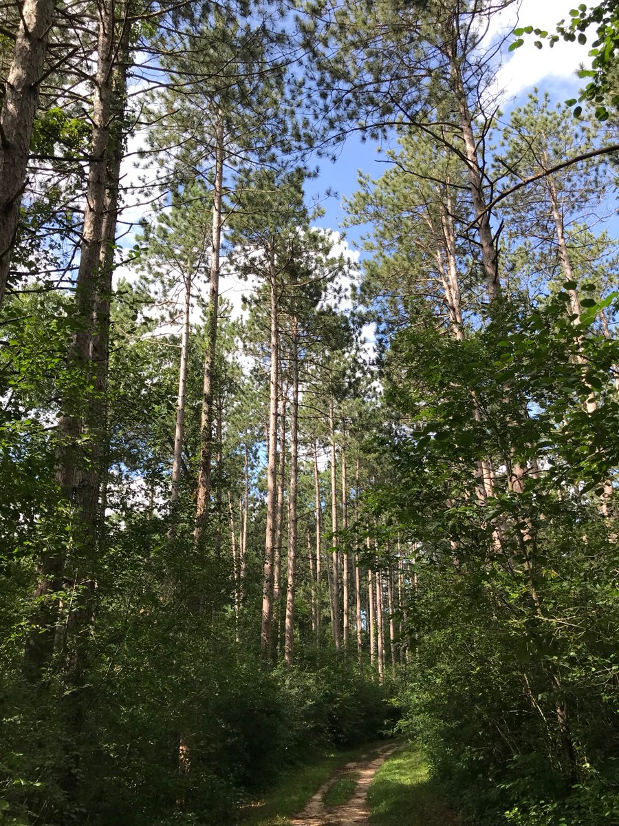 FungiFounder's tweet image. Returned from a solo camp trip in the Kettle Moraine State Forest. 🌿🏕️🍄

#onceayear
#solocamp
#foresttime