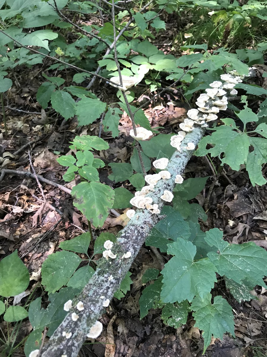 FungiFounder's tweet image. Returned from a solo camp trip in the Kettle Moraine State Forest. 🌿🏕️🍄

#onceayear
#solocamp
#foresttime