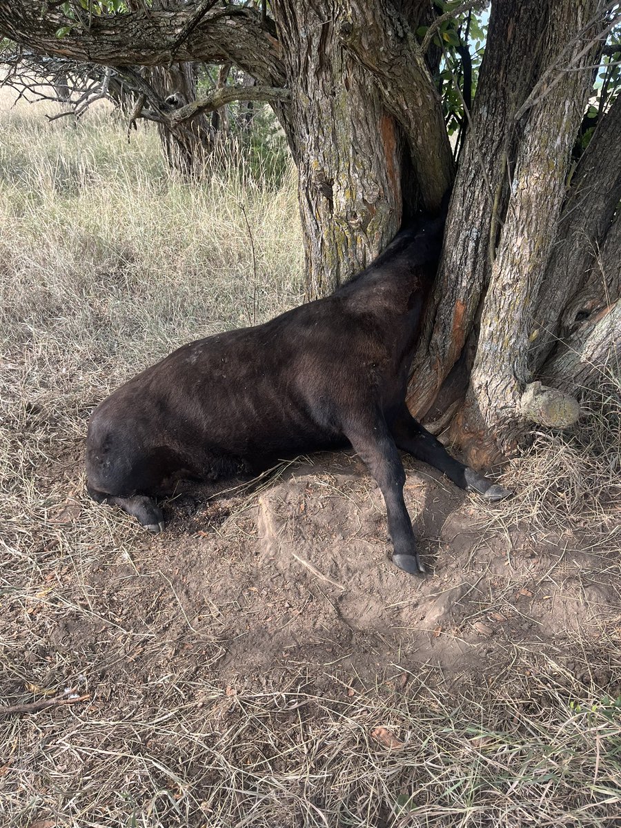 Record beef prices… wtf probabaly was 6 hrs from saving it… happy Friday!