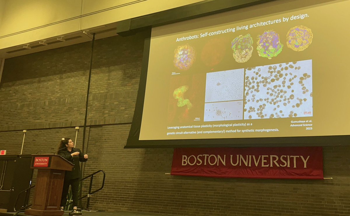 GizemGumuskaya's tweet image. It was great speaking at the 11th #InternationalMammalianSyntheticBiologyWorkshop and introducing my PhD research #anthrobots in @drmichaellevin lab to the community. Massive thanks to lead organizers @johntngo, @GallowayLabMIT, my session chair @LeonardoMorsut &all participants!