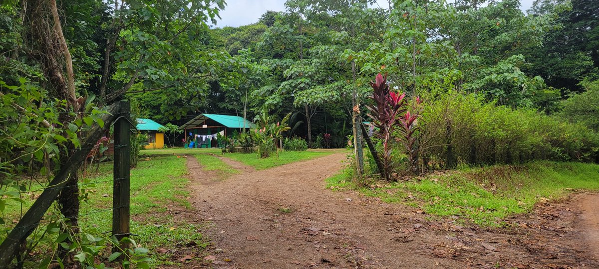 camaquiri's tweet photo. 🌿 Immerse yourself in the natural world through our specialized courses! 🐒🦜🌴🦥🐍🦎🐊🪲🦋🌸

#CamaquiriFieldStation #Conservation #RainforestExploration #WildlifeLearning
#Field School Costa Rica https://t.co/FApMPBw91B