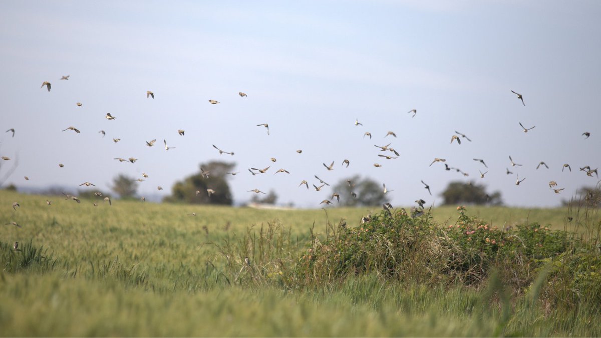 UNDPAccLabs's tweet photo. In Zimbabwe, @UNDPAccLab partnered with Pegara, a Japanese AI start-up, to combat the quelea bird threat to small grain crops. Using AI, local net catchers &amp; data, they’re boosting food security and local economies

Read more https://t.co/2wZftDkowK
#StoriesOfScale @UNDPZimbabwe https://t.co/h8Z3wrfjoM
