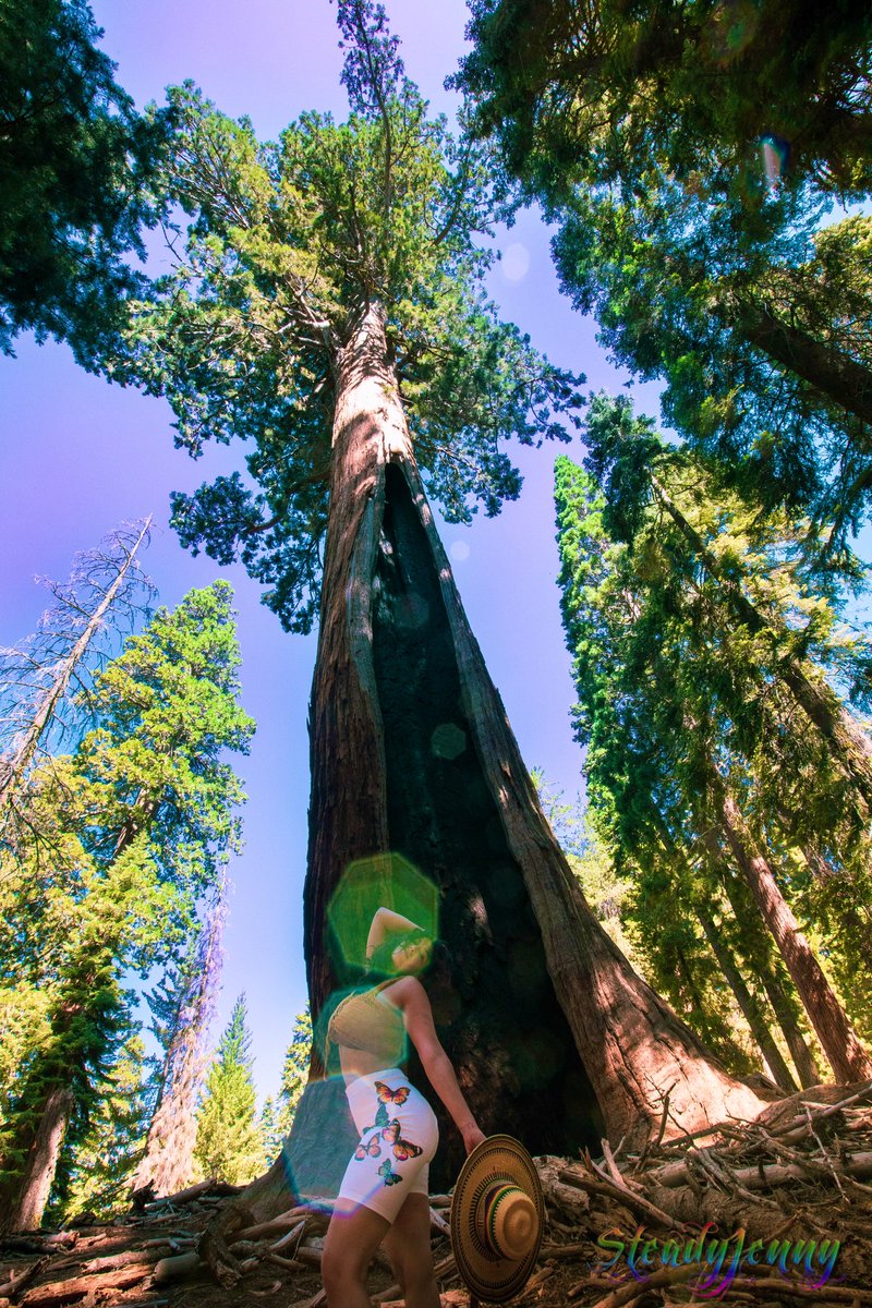 SteadyJenny's tweet photo. Just want to go back…
#Sequoia https://t.co/HLsmPH9y4e