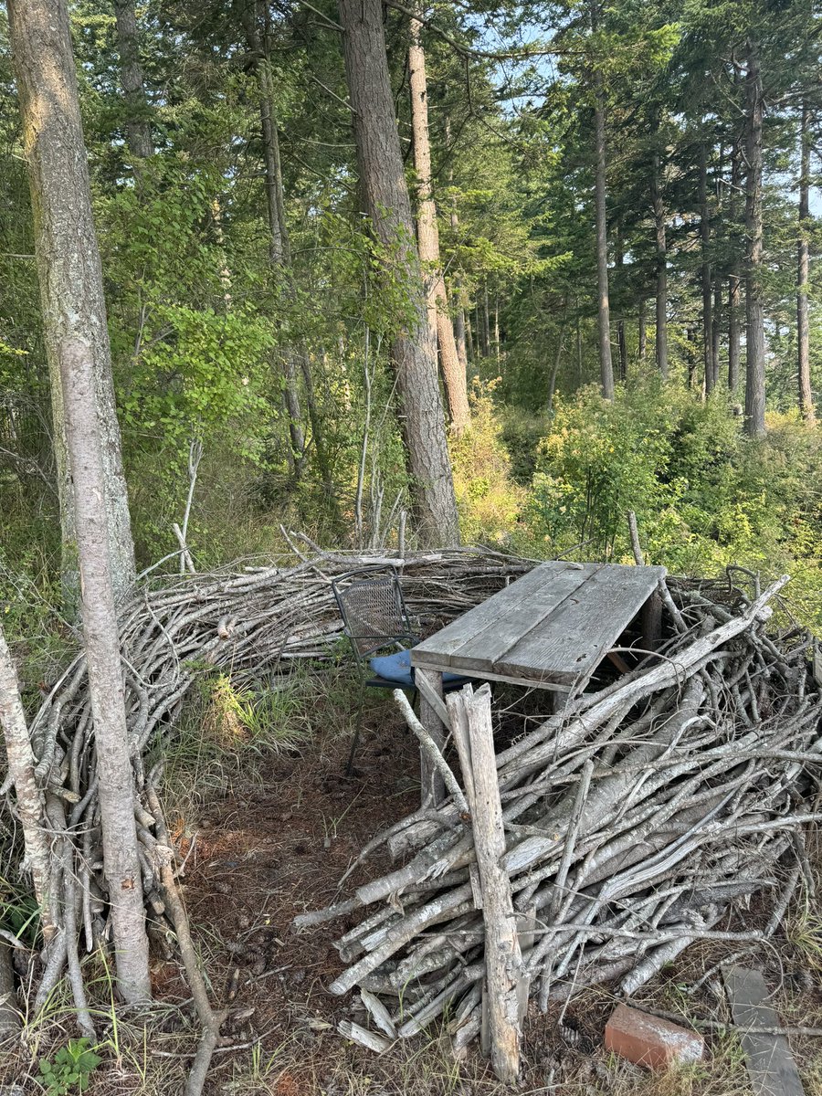 wanlittlehusks's tweet photo. BIG UPDATE ON MY DAD’S HUMAN SIZE BIRD’S NEST: it has a desk now so you can do your Bird Work https://t.co/DS48jjwmZE