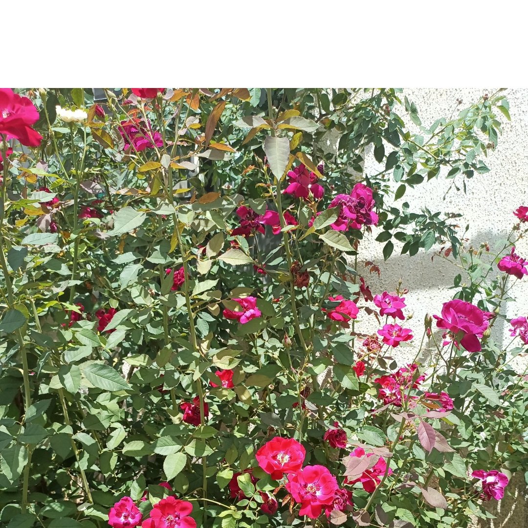 David López (@lopdavicito) on Twitter photo 