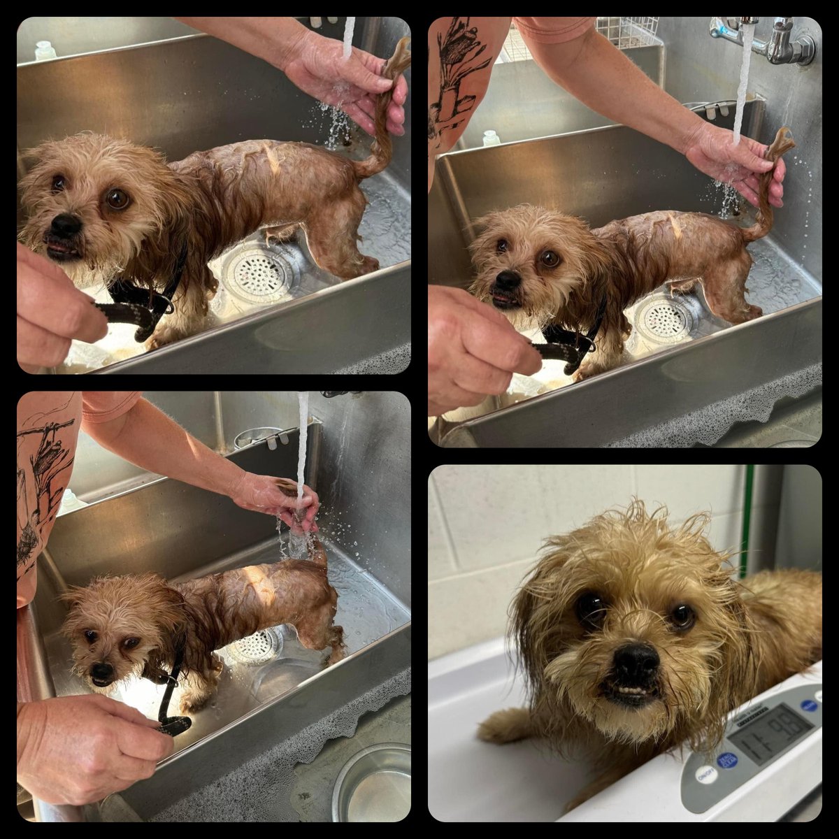 Dallas Dog - Rescue.Rehab.Reform tweet media