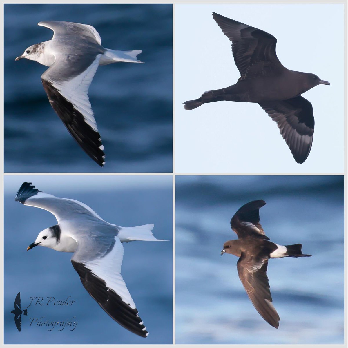 Fine evening south of islands with Oriole Birding charter: usual Big 3 - Wilson’s, Great &amp; Cory’s Shears - but highlights for locals were 3 Sabs Gulls, Long-tailed Jaeger and dark-morph Pom jaeger. Plenty of regular seabirds, too.