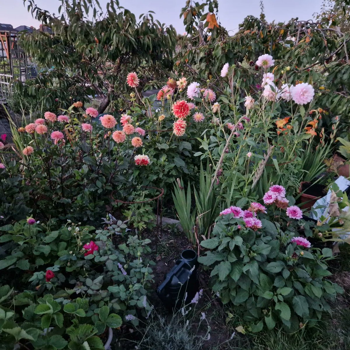 Richard Dee tweet media