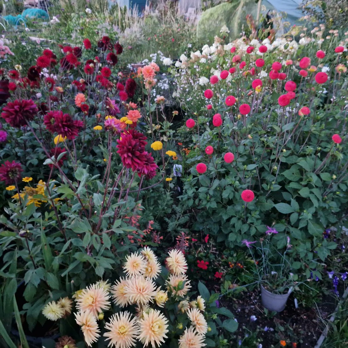 Richard Dee tweet media