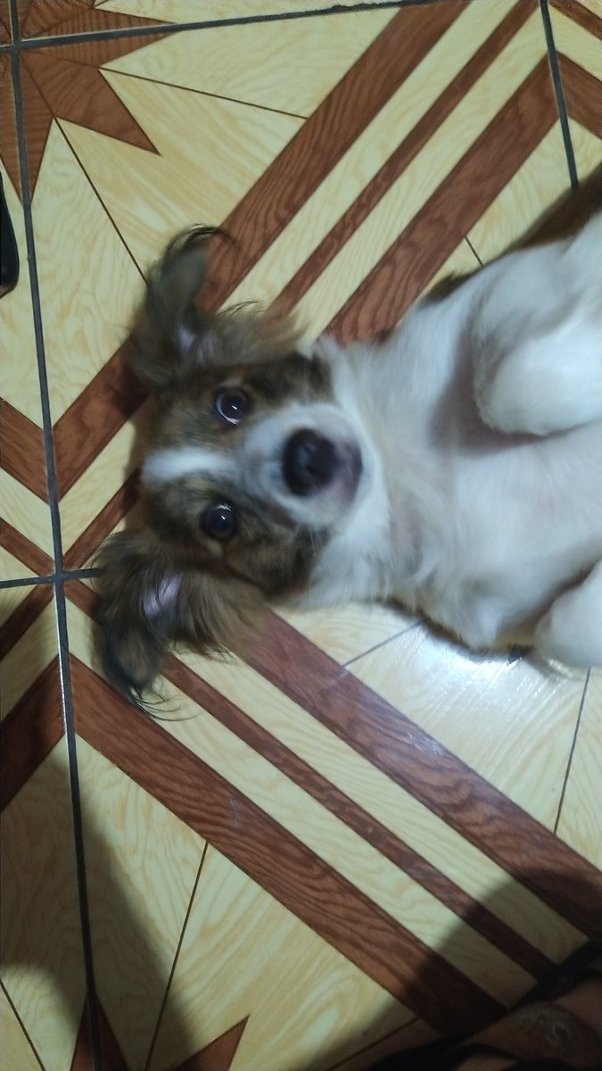 HenryMendozaP2's tweet photo. @AlecchiMan Layka tiene dos años :). https://t.co/c5xDRy333X