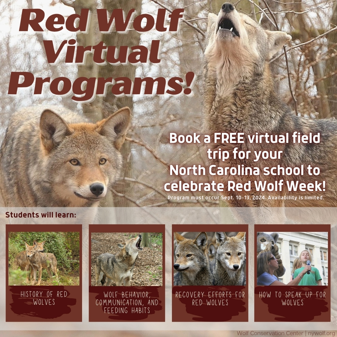 nywolforg's tweet photo. Calling all North Carolina teachers + parents!

The WCC is offering a limited number of FREE virtual field trips for NC schools during Sept's #RedWolfWeek to foster appreciation for NC's wild wolves!

Request to book ➡️ https://t.co/C9T7y82NZJ https://t.co/A0ynJtElz4