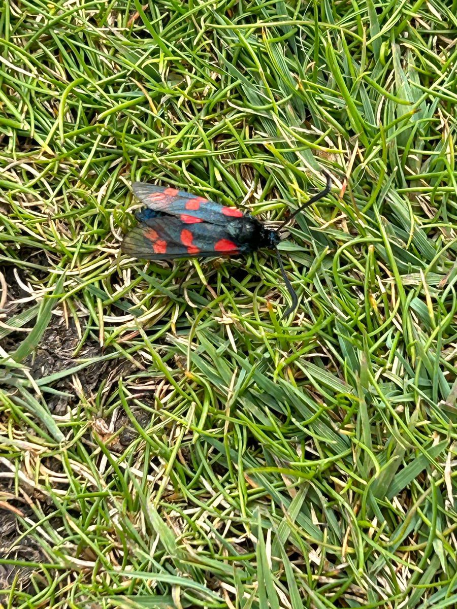 Gorgeous six spot burnet moth spotted by my parents whilst on holiday in Cornwall! I’ve never seen day-flying moths before