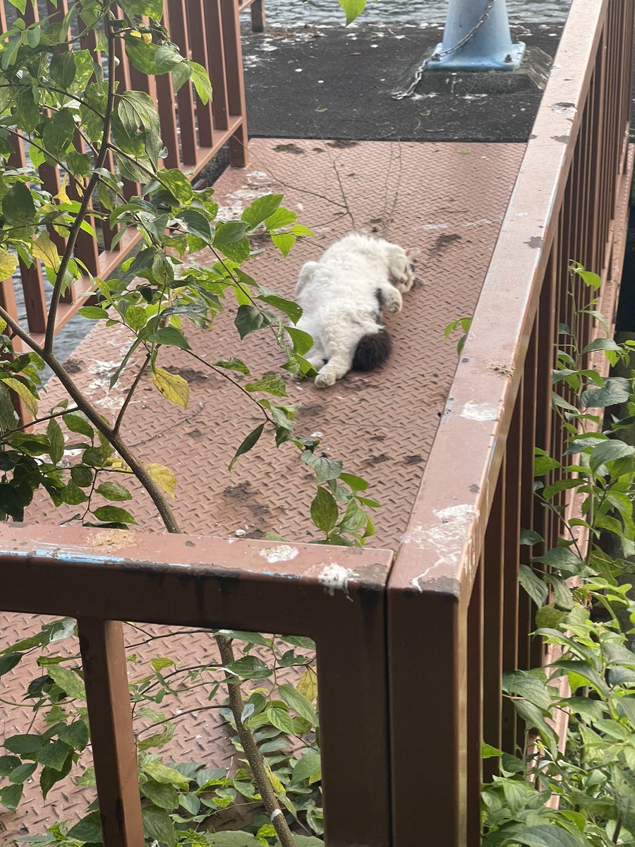 geeeee_u's tweet photo. 公園にいた猫ちゃんが可愛かった！ https://t.co/8lOh4tm8sZ