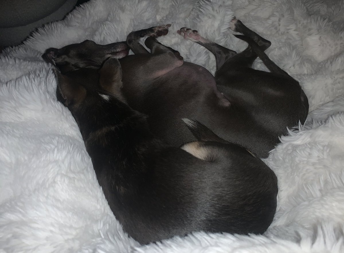 helenraw's tweet image. Thank goodness I have this heap of happiness on my knee to keep looking at as I watch the latest ‘Faking It’ episode
#MonsterMunch #DinkyDaphs 🥰🥰

#TheCatAndDogLady