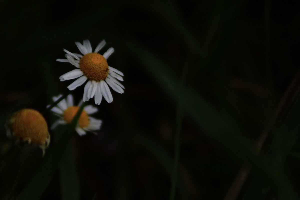 wakingasleep's tweet photo. #photograghy #flowerphotography #NaturePhotography https://t.co/uLmaZKG4WP
