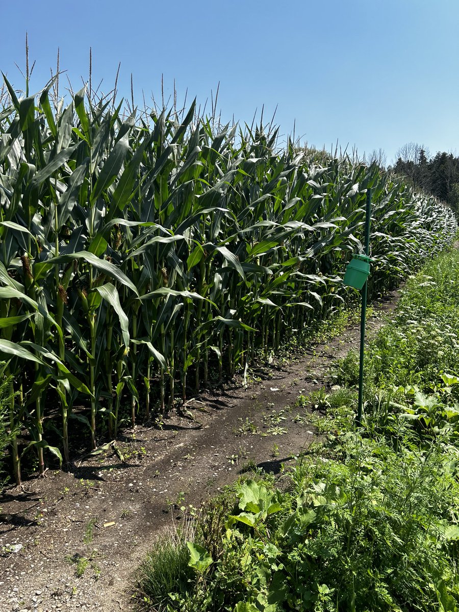 Today I took a little break from the potatoes and went to a different crop to check out one of our Western Bean Cutworm traps. #IPM 
-Alex