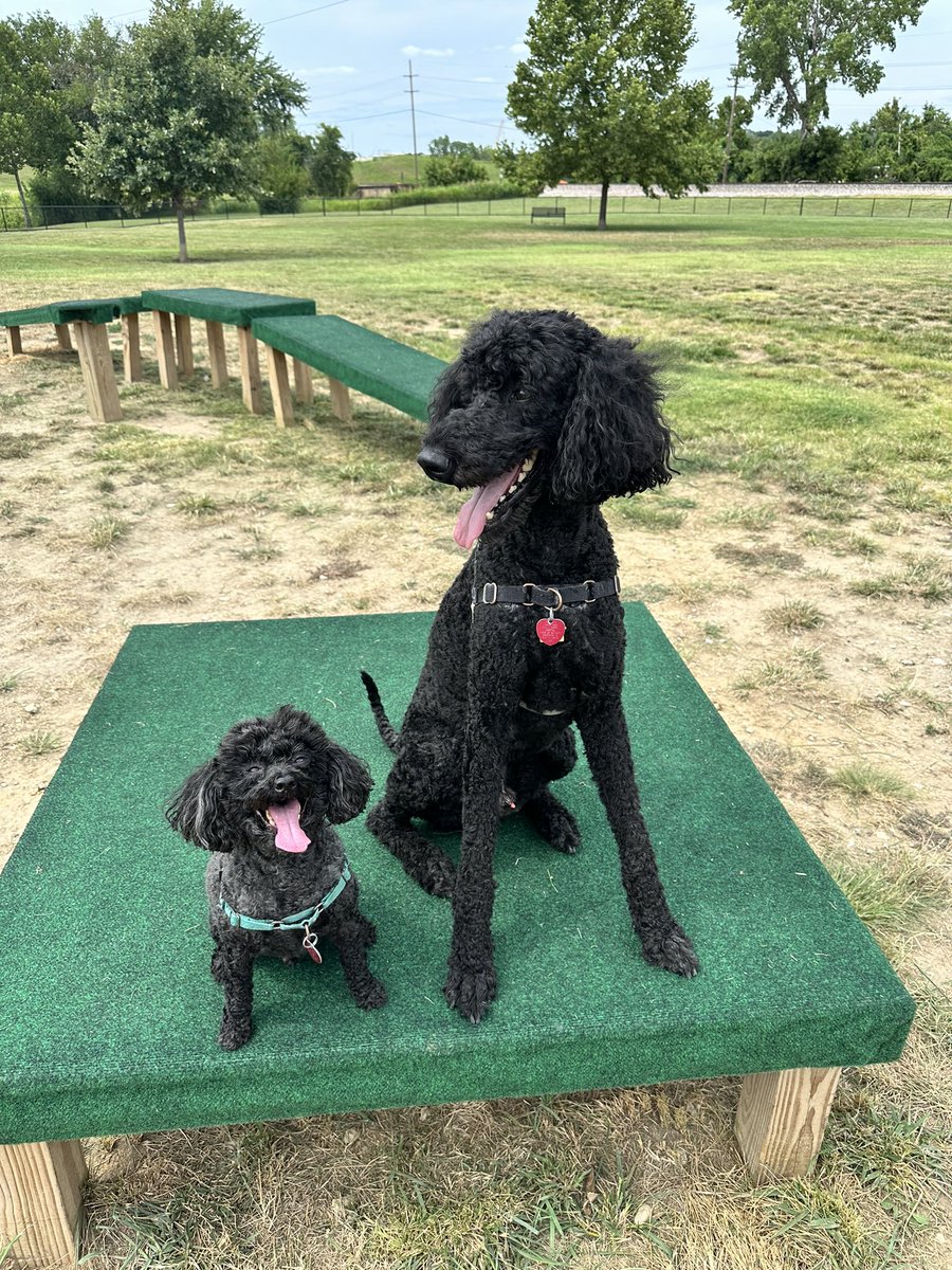 Mama took us to the dog park! Don’t we look happy! This one almost never had other doggos in it but that’s ok. That means we have the run of the whole place. - N&amp;Q #twinsiesontwitter