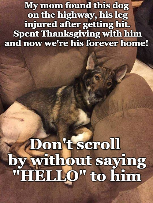 𝕏 Dogs tweet media