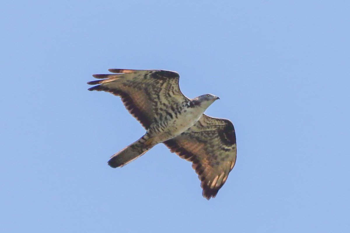 A pair of Honey Buzzard gave some exceptional views today in Northern Portugal.