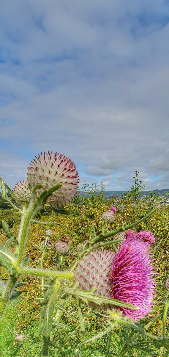 laura wilkins tweet media