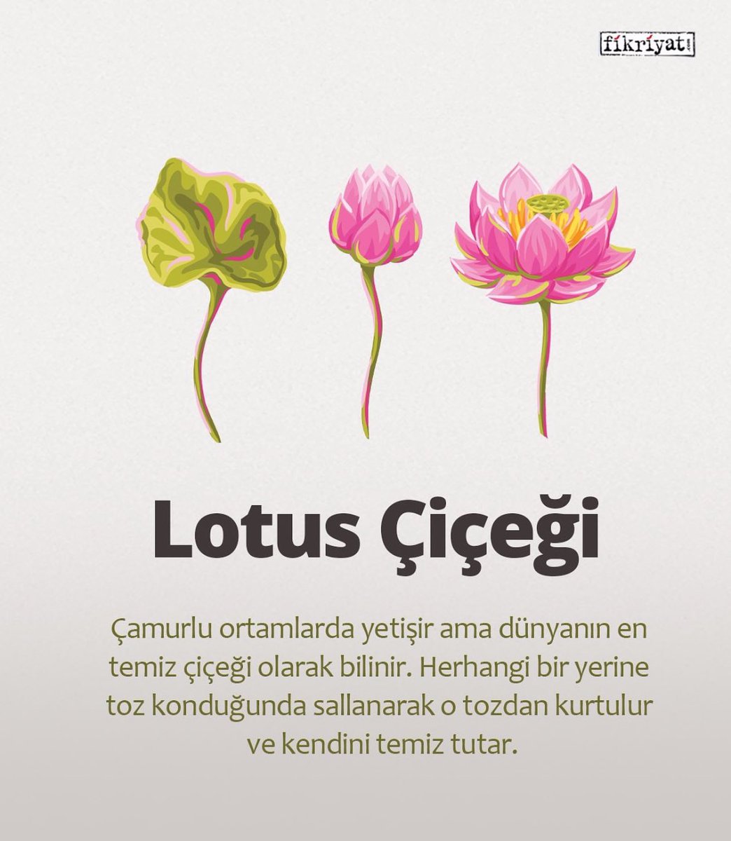 “Bataklıkta çiçek olmak insanın da kaderidir.” 🪷