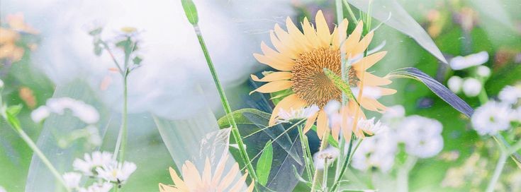 𝑹𝒆𝒏𝒂𝒂 🌻 tweet media