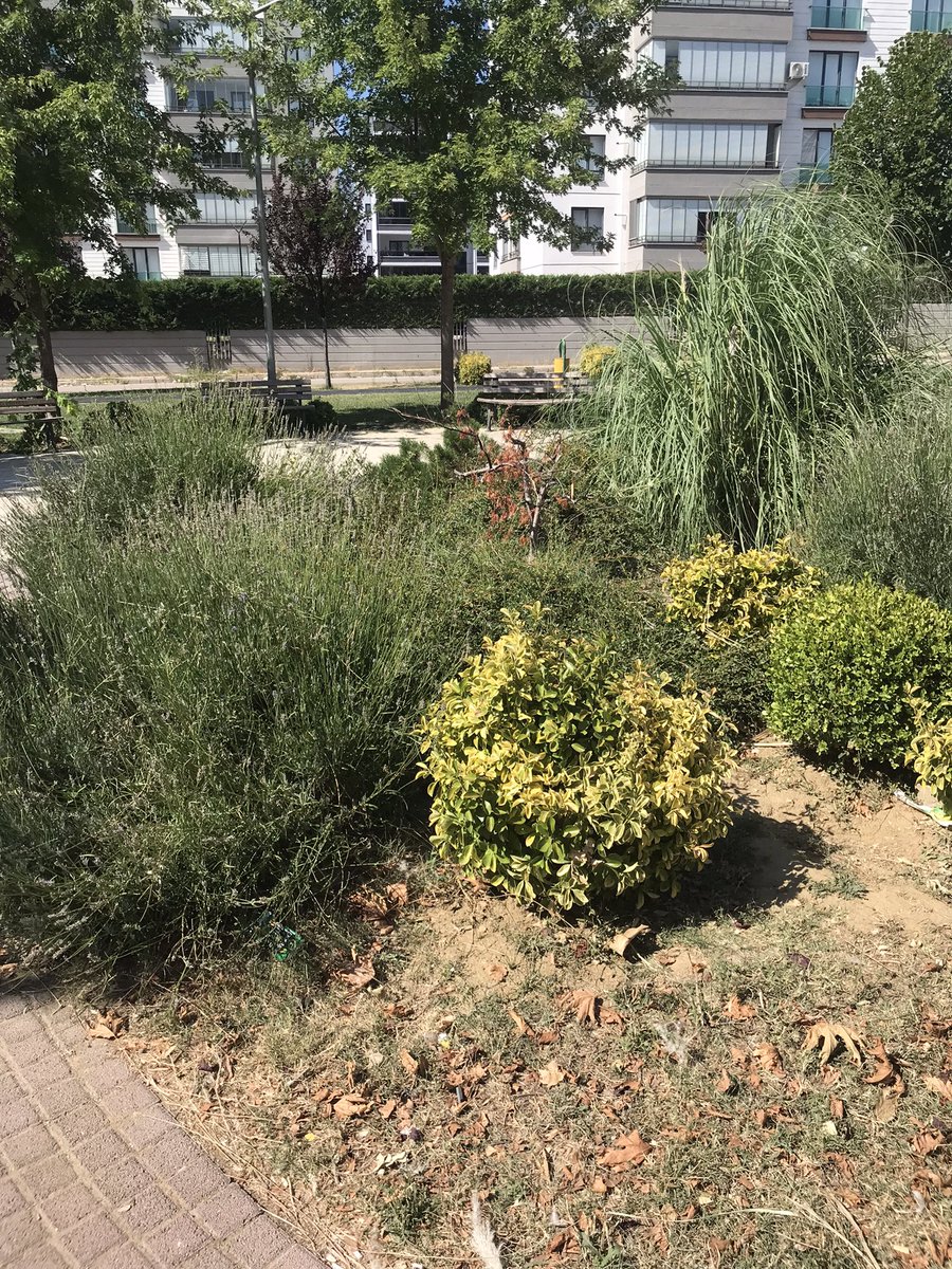 brkncmn's tweet photo. Sayın başkanım bu resimler çocuk parkında içi boş havuz ve çocuklar içine girip çıktığı için sürekli düşüyor ve yaralanıyor diğeri çıkıntılara çocuklar takılıp düşüyor bu otlarda içi pislik dolu ve tehlikeli aileler için korku yuvası oluyor bir el atsanız @erkanecz @OsmangaziBLD https://t.co/eT7lXxFC6E
