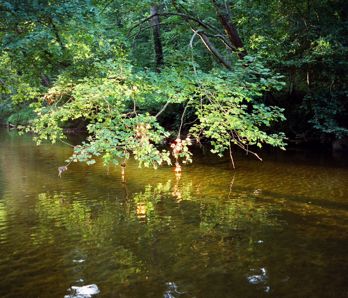 Lurkerlife's tweet photo. slow summer days in southeastern Pennsylvania https://t.co/1oJL2p5kFK