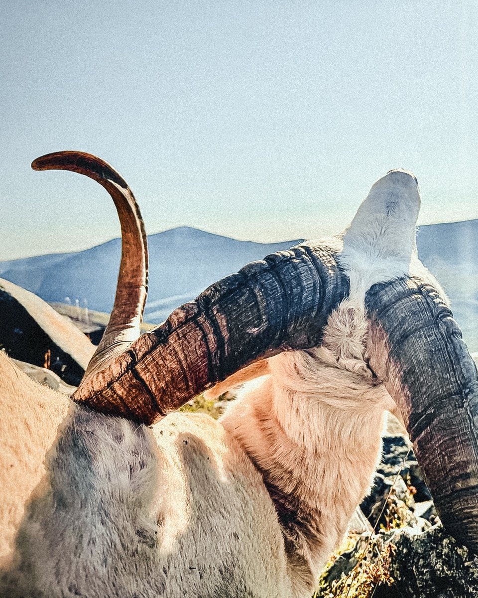 TaurusUSA's tweet photo. First Ram taken with the Taurus Expedition in 6.5 Creedmoor! Congrats to Taurus President &amp; CEO Bret Vorhees on the hunt of a lifetime. #TaurusHunt #TaurusExpedition https://t.co/0juOZxsWP6