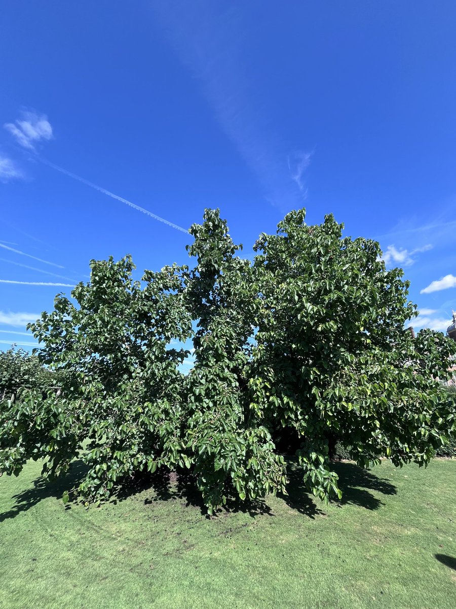 London Mulberries tweet media