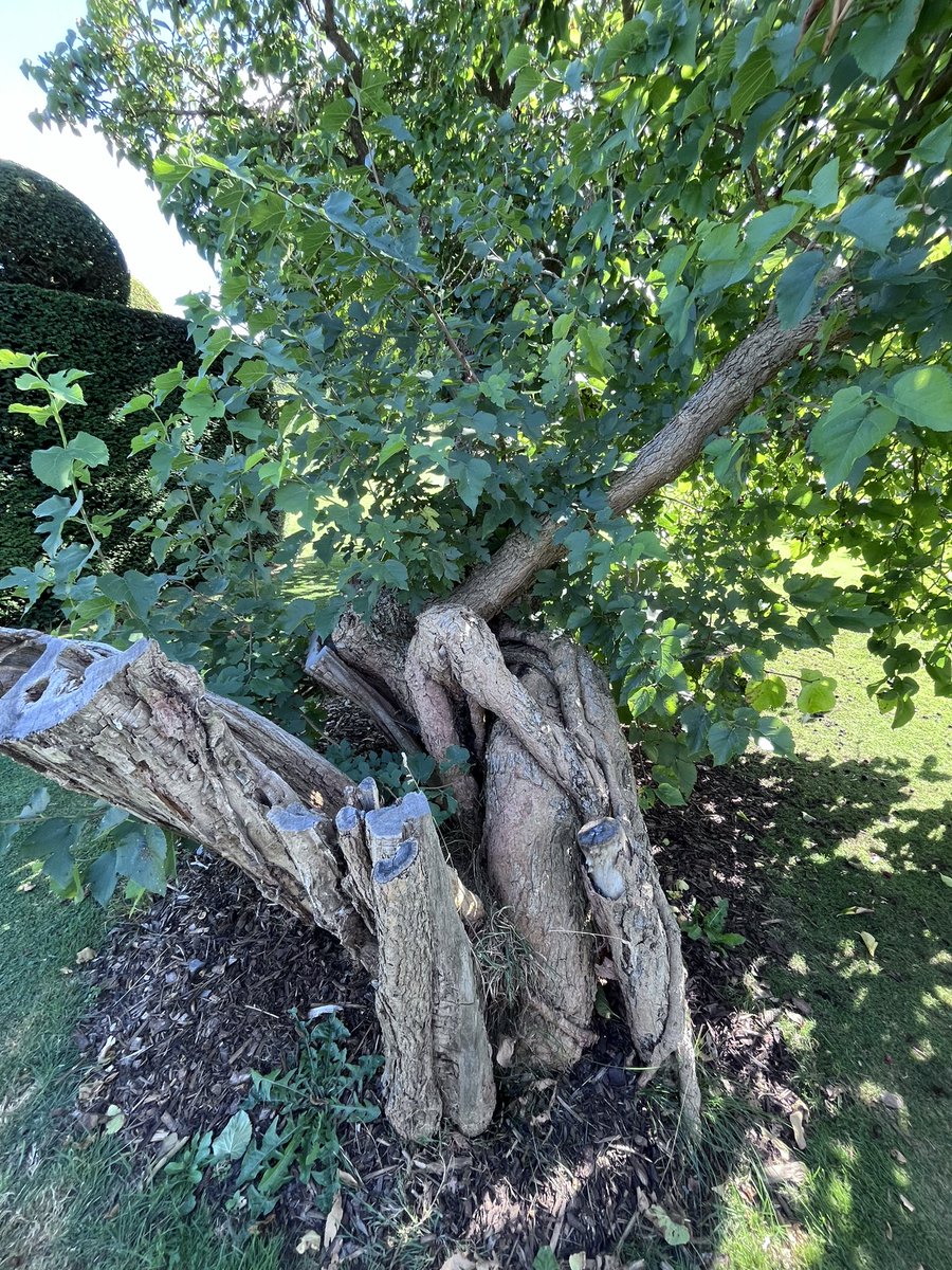 London Mulberries tweet media