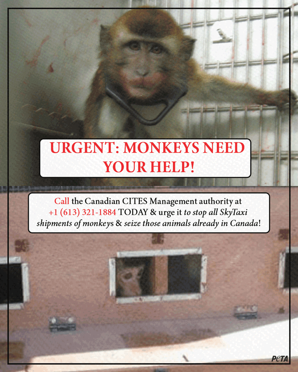 URGENT HELP NEEDED!

Call the Canadian CITES Management authority NOW at +1 (613) 321-1884 &amp; tell it to stop SkyTaxi from importing endangered monkeys to <a href="/CRiverLabs/">Charles River Labs</a>!