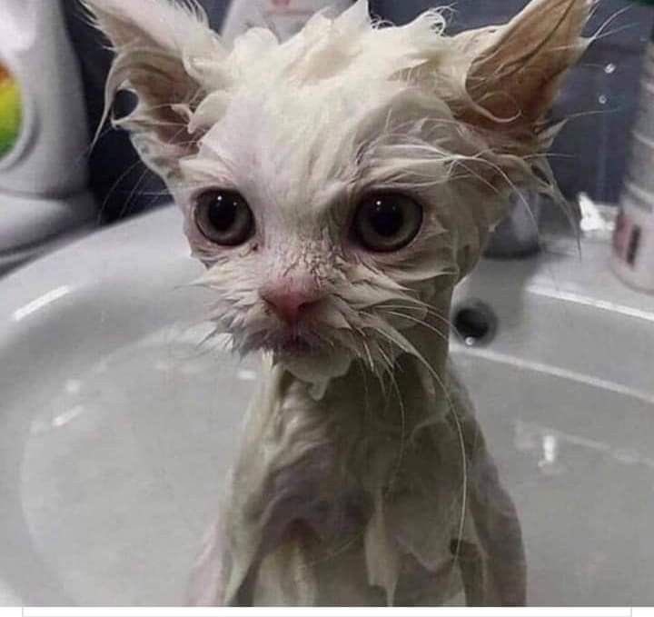 FrasesLachosas's tweet photo. Eres la última gota de shampoo en mi vida 🚿… aunque me quede sin espuma, sigo intentando sacar lo mejor de ti 💧 #ShampooAgotado #DuchaDeAmor #Intrusos #love https://t.co/f2QhIt5Frt