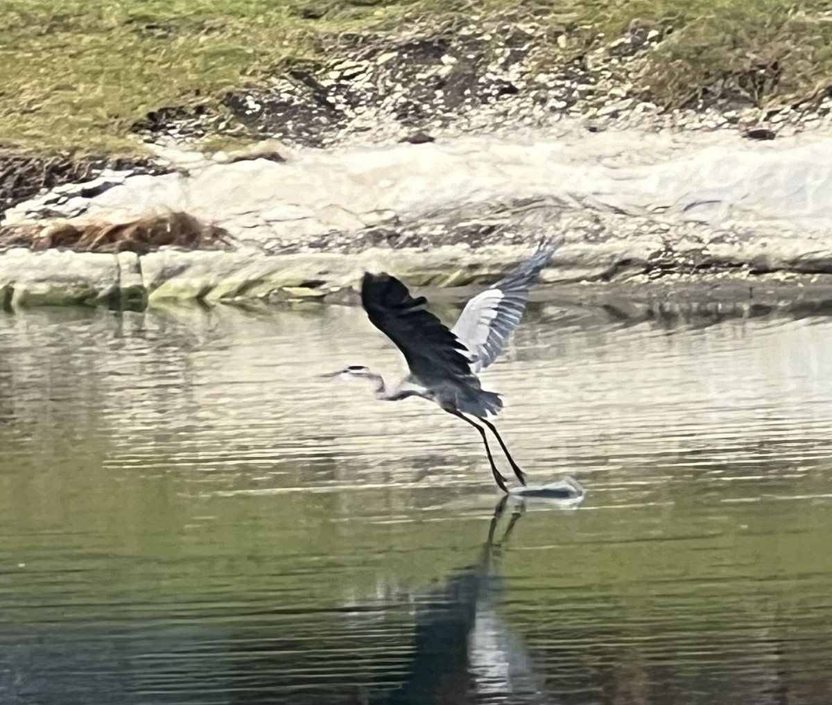 Beautiful great blue heron on the runway 😎 <a href="/mbalerter/">mbalerter</a> <a href="/BirdCentralPark/">Manhattan Bird Alert</a> in Allen, TX