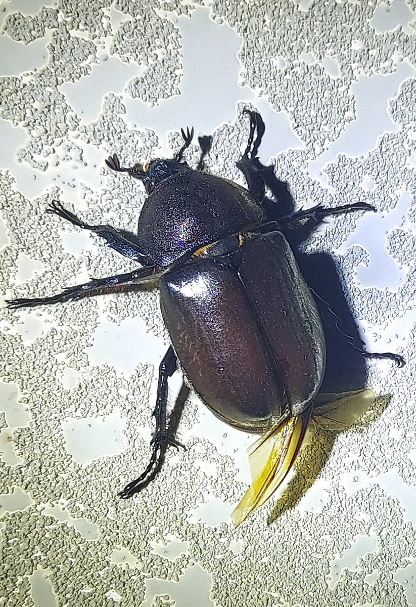 「昨夜、デカい羽音を立てながら玄関先に飛んで来た、大きなメスのクワガタ。なんか違和」|浅利与一義遠のイラスト