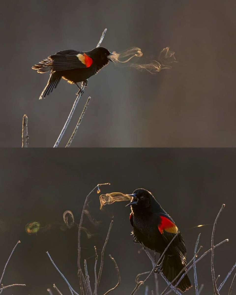 Mente_Mundana's tweet photo. 2.- Cuando hace suficiente frío, puedes ver el canto de los pájaros en el aire. https://t.co/Yg8eXIcKcz