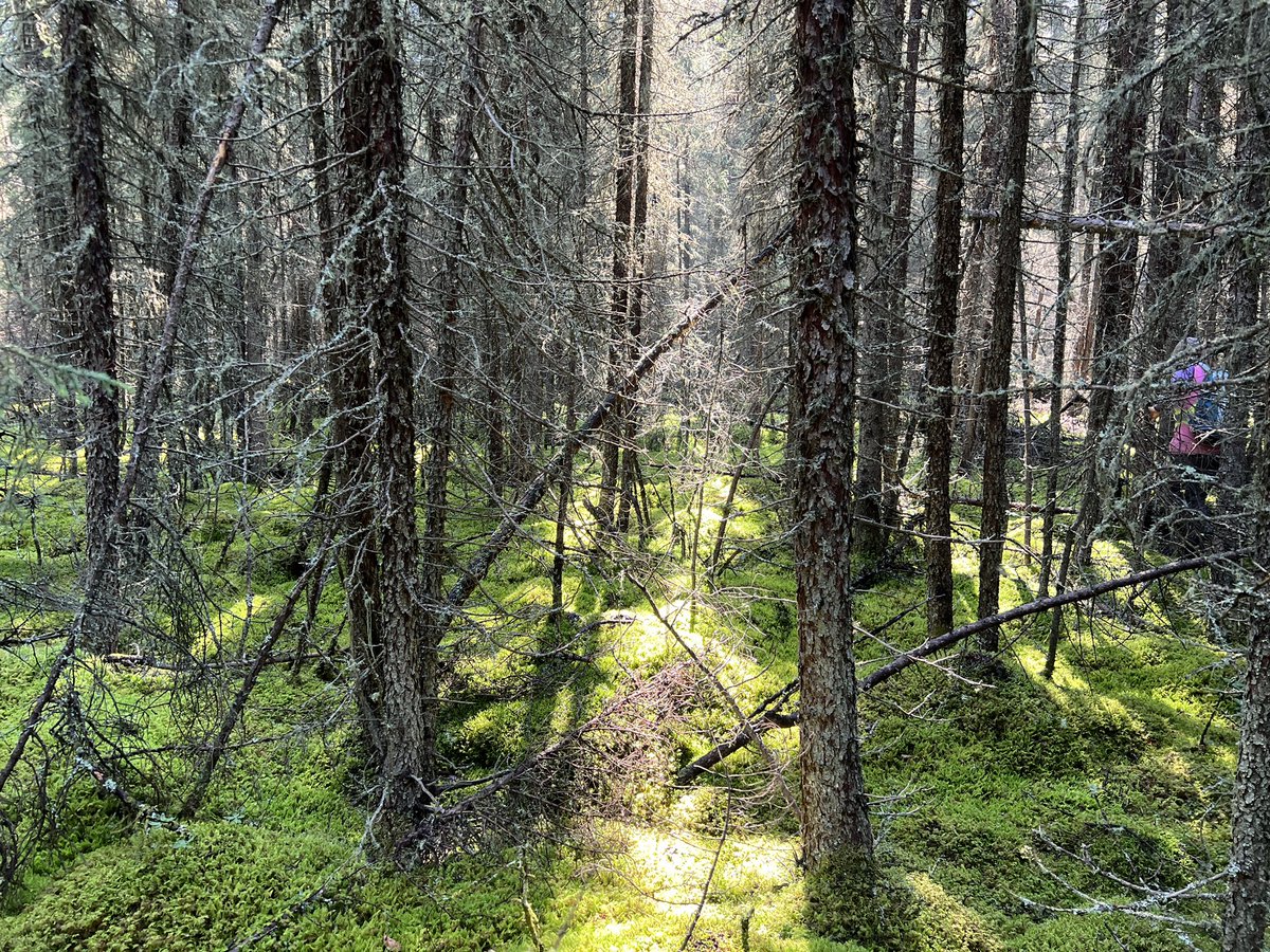 Dr Scott J. Davidson tweet media