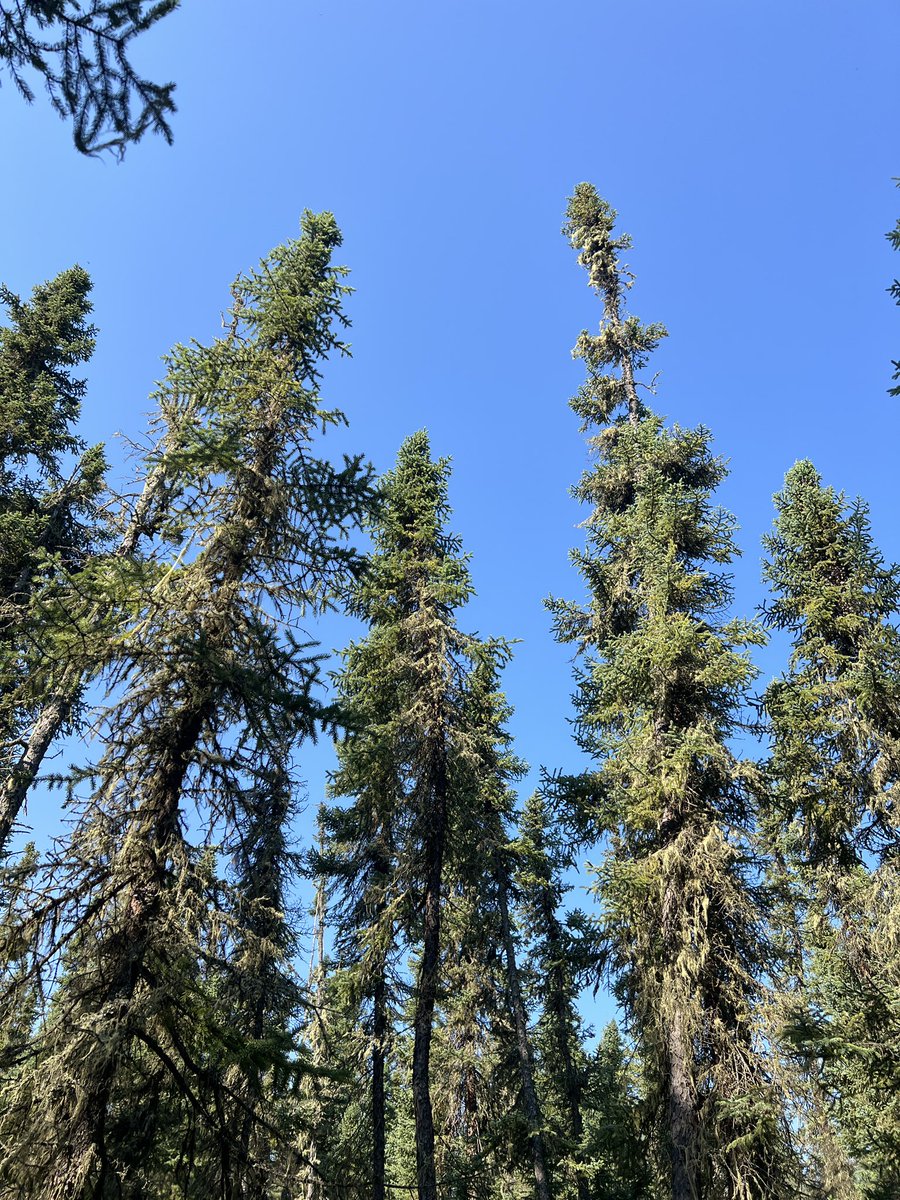 Dr Scott J. Davidson (@scootjd) on Twitter photo Excellent few days scoping out swamps near Slave Lake! Some REALLY nice swamps out there! Now onto Peace River for more swamps (say swamps again Scott) and some wildfire flux work!
Been great fun showing <a href="/EwenSilvester/">Ewen Silvester</a> and <a href="/aleicia_holland/">Dr Aleicia Holland</a> some boreal peatlands!
#PeatTwitter Excellent few days scoping out swamps near Slave Lake! Some REALLY nice swamps out there! Now onto Peace River for more swamps (say swamps again Scott) and some wildfire flux work!
Been great fun showing <a href="/EwenSilvester/">Ewen Silvester</a> and <a href="/aleicia_holland/">Dr Aleicia Holland</a> some boreal peatlands!
#PeatTwitter