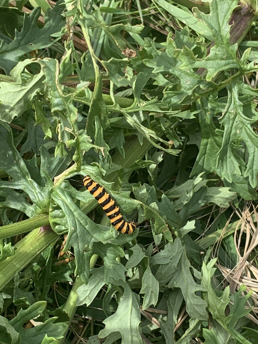 Cinnabar moth caterpillars on some ragwort in a sand dunes grasslands habitat #moths