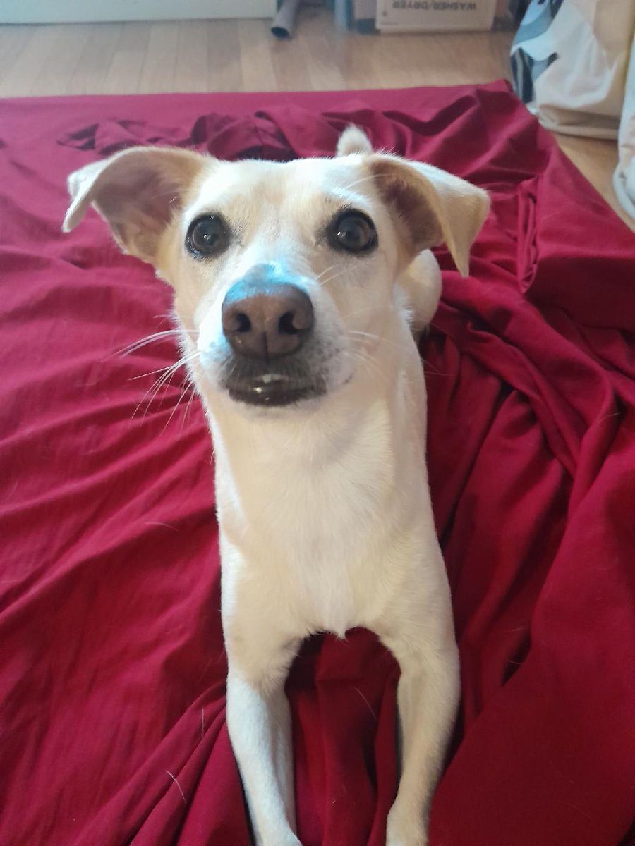 Hi pals!! 👋 Me and da hoomans just came back from Nashville!! 🎸 On da way home, 🏡 we stopped 🚗 at Buc-ee's in Sevierville, TN! 🦫 It was so much fun!! 😁🎉 We love 💞 <a href="/bucees/">Buc-ee's Beaver</a> now!! Da store was so pawmazing 🐾 !! 😂🤭 #Bucees #AdventurePup #RoadTrip