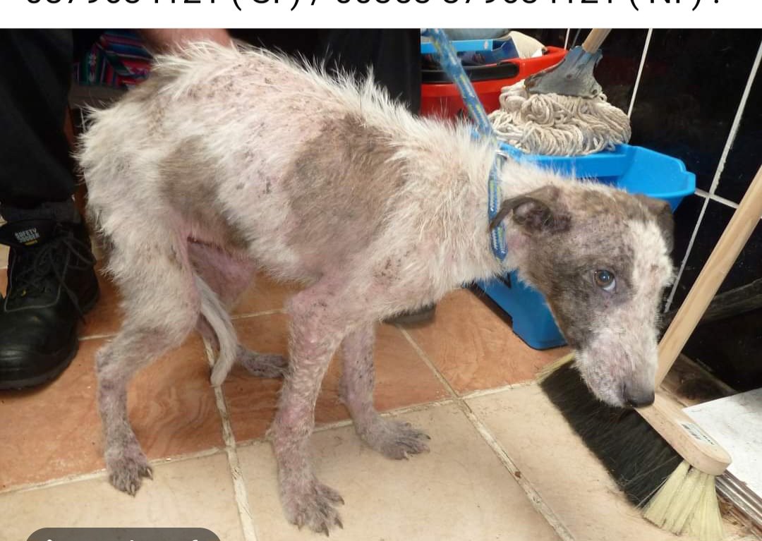 catlowry54's tweet photo. Imagine what this cosiness means to this 16 week old baby lurcher in #MonaghanPound...is it that hard for people to just #care https://t.co/x05oBILjxV